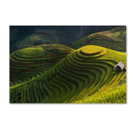 Jakkree Thampitakkull 'Gold Rice Terrace' Canvas Art,16x24